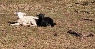 Siyah ve beyaz koyun diğer her döşeme