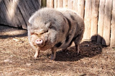 Kameraya bakarak şişko kıllı domuz