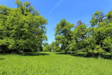 Mavi gökyüzü ve ağaçları ile canlı yeşil çim çimen