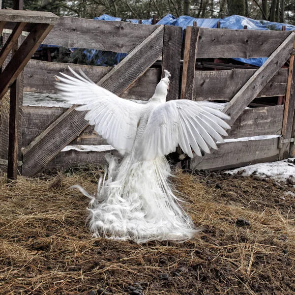 Pavo real blanco con alas extendidas por encima del dunghill —  Fotos de Stock
