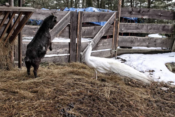 Jovem cabra negra brincando com o pavão branco na masmorra — Fotografia de Stock