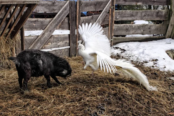 Jovem cabra negra lutando com o pavão branco com asas abertas — Fotografia de Stock
