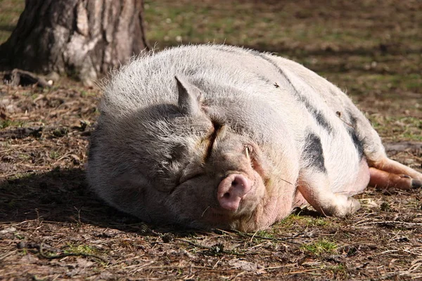 Big fat pink pig sleeping on the grass by the tree