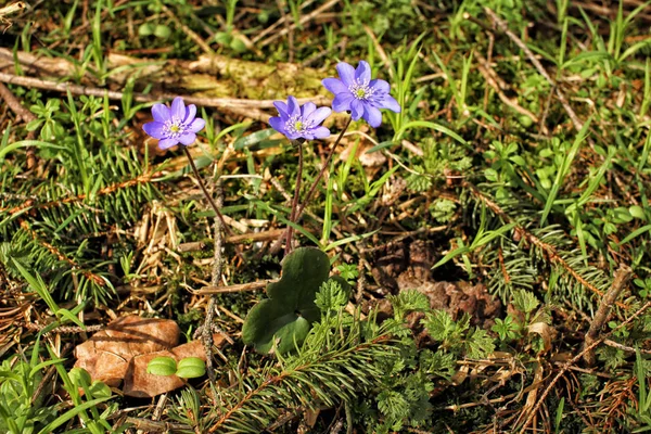Fioletowy kwiat przez gałązki z igłami — Zdjęcie stockowe