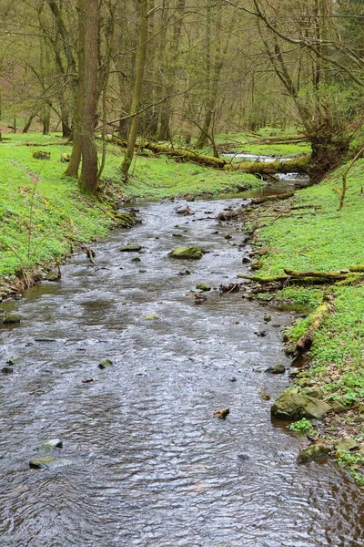 Kis patak, a zöld erdő-völgyben — Stock Fotó
