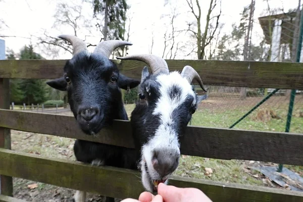 Duas cabras a serem alimentadas à mão — Fotografia de Stock