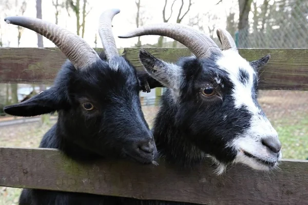Duas cabeças de cabras atrás do recinto — Fotografia de Stock