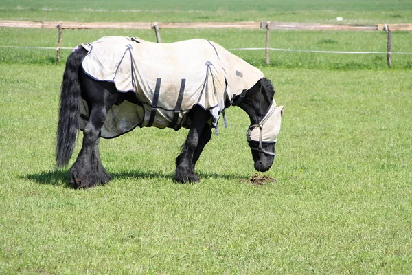 黑骏马覆盖保护篷布站在牧场上 — 图库照片