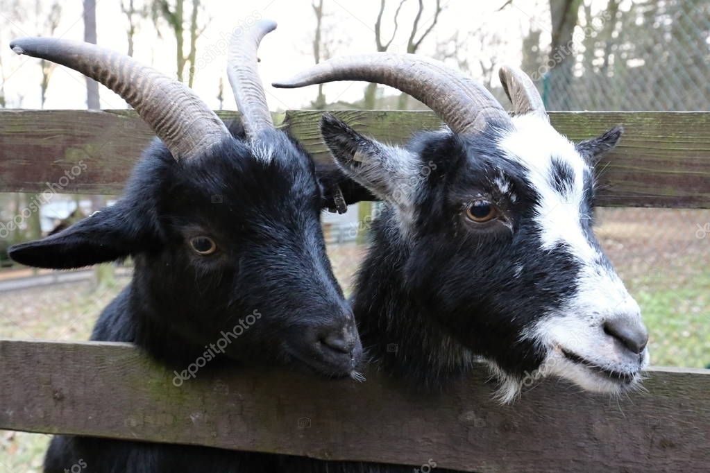 Two heads of goats behind the enclosure