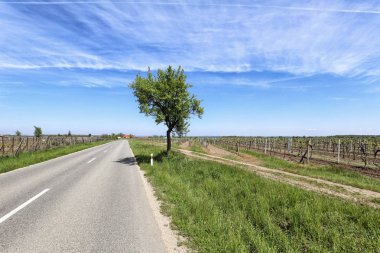 Bahar üzüm bağları ve tek ağaç yol