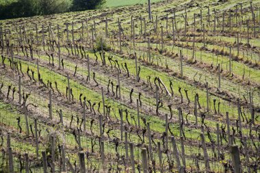 Bahar başlangıç üzerinde üzüm bağları