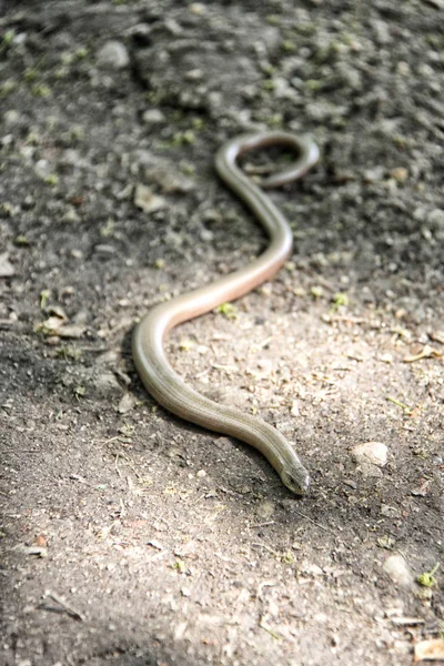 Langsamwurm am sonnigen Tag — Stockfoto