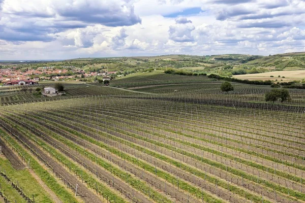 Lente wijngaarden van bovenaf met bewolkte hemel — Stockfoto