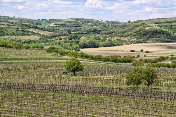 Landschaft mit Bäumen, Weinbergen und Hügeln am Horizont — Stockfoto