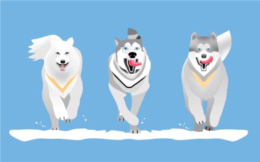 Köpeklerle yarış. Düz. Köpek doğurmak dış yapraklar ve Malamute