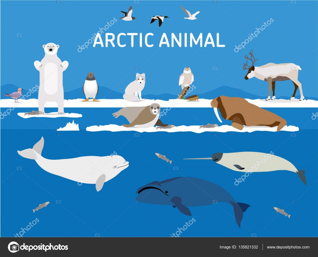 Animals of the Arctic. Flat style illustration ⬇ Vector Image by ...