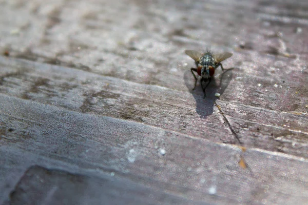 Voler sur une table en bois — Photo