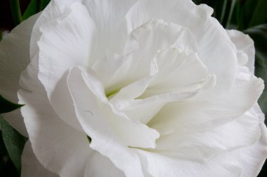 beyaz çiçek portre