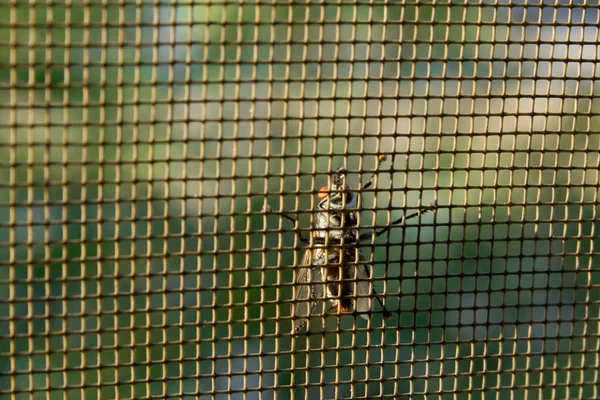 Fly on a mosquito grid — Stock Photo, Image