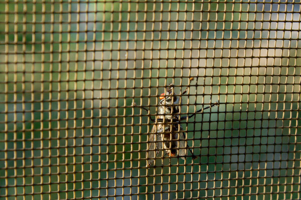 fly on a mosquito grid