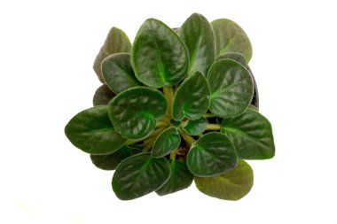 bir tencerede Menekşe 