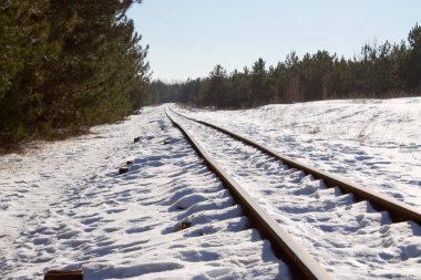 Demiryolu çam ormanı içinde