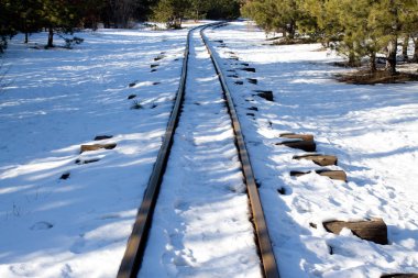 Demiryolu çam ormanı içinde