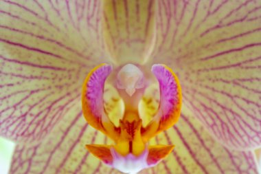 orkide çiçeği yakın plan