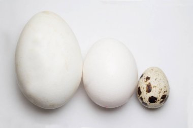 kaz, tavuk ve yumurta bıldırcın