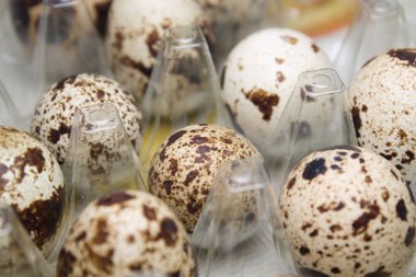 Bıldırcın yumurtası paket içinde