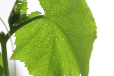 Salatalık yaprak yakın çekim