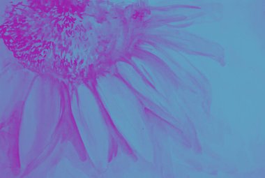 Papatya çiçeğinin suluboya resmi