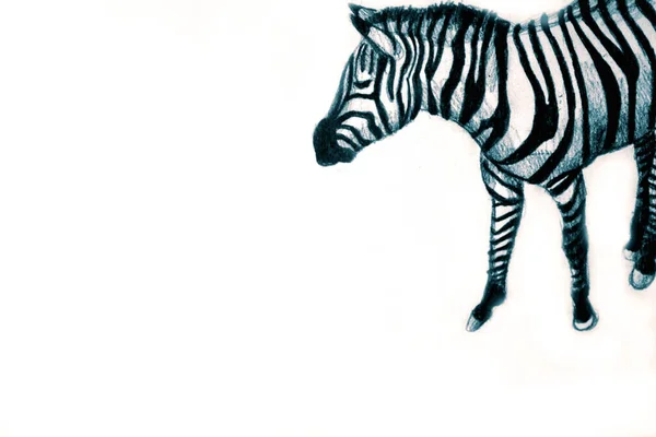 Disegno Mano Immagine Acquerello Zebra — Foto Stock