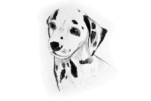 Hand Drawing Watercolor Picture Part Dog — Stock Photo, Image