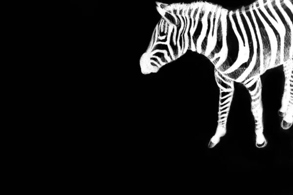 Disegno Mano Immagine Acquerello Zebra — Foto Stock