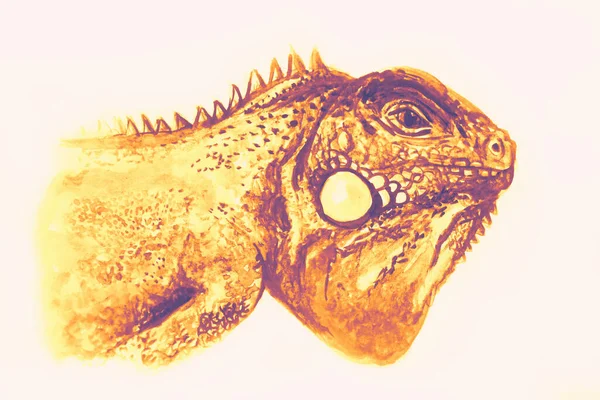 Desenho Mão Aquarela Imagem Iguana — Fotografia de Stock