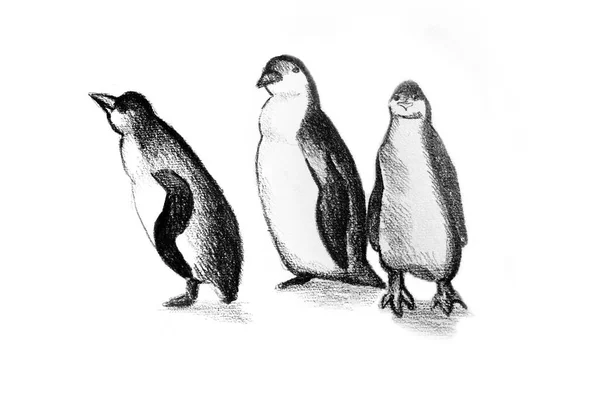 Hand Drawn Picture Penguins — Stock Photo, Image