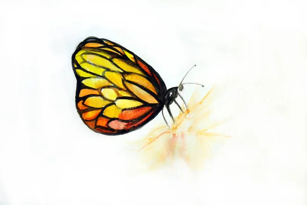 Image Aquarelle Dessin Main Papillon — Photo