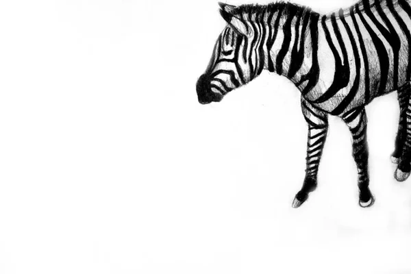 Ręczny Rysunek Akwarela Zdjęcie Zebry — Zdjęcie stockowe