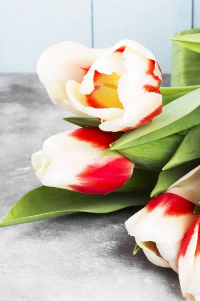 Bouquet de tulipes rouge-blanc sur fond clair . — Photo