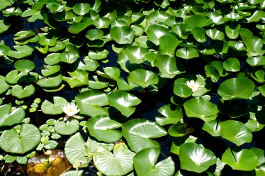 Yeouido Park Seul yaz, Güney Kore