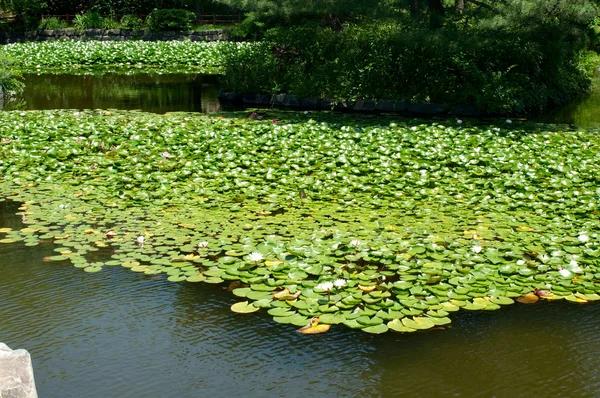 Yeouido-parken i Seoul i sommar, Sydkorea — Stockfoto