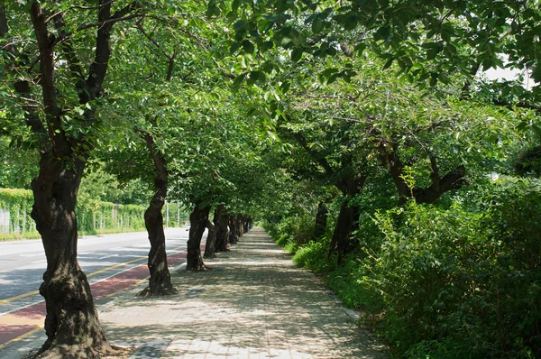 夏季は、韓国ソウルの汝矣島公園 — ストック写真