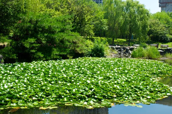 Yeouido-parken i Seoul i sommar, Sydkorea — Stockfoto