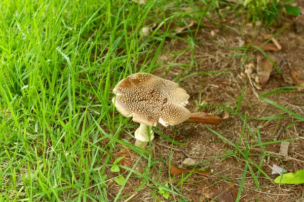 Fungo bruno in erba verde in estate — Foto Stock