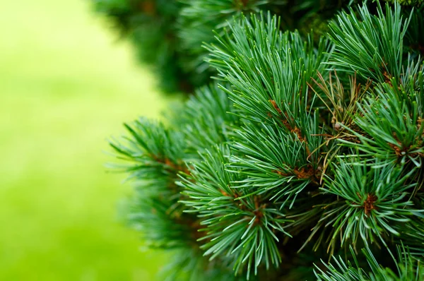 Kerstboom achtergrond close-up horizontaal — Stockfoto