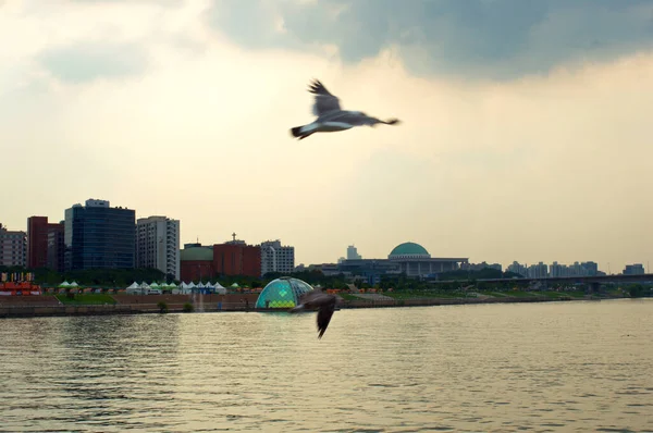 晚上在首尔与海鸥的杭河 — 图库照片
