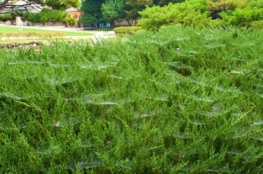 Güney Kore 'de yaz aylarında Gimhae' de kraliyet mezarı