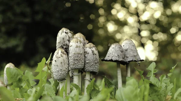Família de cogumelos — Fotografia de Stock