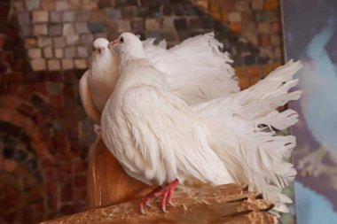 Bir çift safkan beyaz tavus kuşu güvercini.